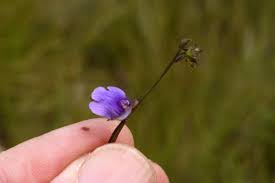 Image result for Lentibulariaceae