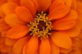 Zinnia Flower Meaning Flower Meaning Zinnia Flowers Zinnias Flower Meanings