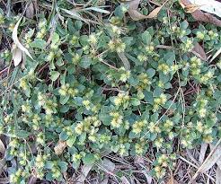 Image result for Alternanthera pungens