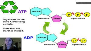 When atp breaks down, it forms adp and a pyrophosphate molecule. Atp Adp Cycle Youtube