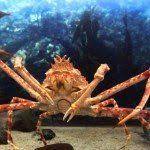 タカアシガニ 食べるとどんな味 生息地や生態は どんより ラブカ コウモリダコ