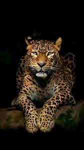 4k Wallpapers For Mobile Phone Lovely Leopard Iphone 4k Jaguar Animal Animals Wild Animal Wallpaper