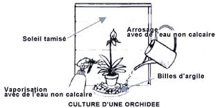 Eau non calcaire pour plante. Phalaenopsis Et Autres Orchidees Rempotage Entretien Gamm Vert