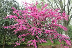The dark pink flowers appear in dense clusters of tightly packed florets. Best Plants For Your Yard Try These 2021 Award Winners Pennlive Com