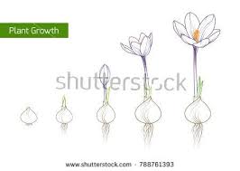 Flower Plant Growth Concept Vector Design Illustration Crocus Germination From Corm Bulb To Sprouts To Flower Life Cycl Flower Drawing Plant Drawing Drawings