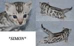 Bengal Kittens|Florida|CHIC EXOTIX|Kittens For Sale ...