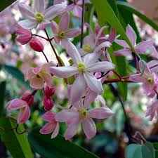 Clematis is one of the showiest vines you can grow. Clematis Armandii Apple Blossom Scented Evergreen Spring Flowering Clematis Garden Plants
