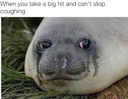 51 Memes That Ll Make Every Stoner Laugh All The Way To The Drive Thru Animals Memes Funny Pictures