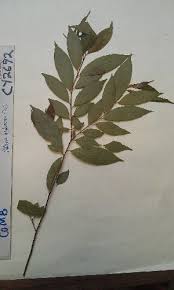 Image result for Pteleopsis anisoptera