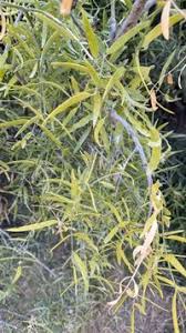 Image result for Salvadoraceae