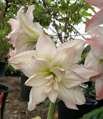 Amaryllis Amaryllis Flower Garden Flowers