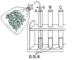 光合成 蒸散 呼吸