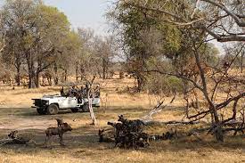 Things to do in moremi game reserve. Authentisches Botswana
