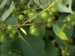 Image result for Triumfetta trifida