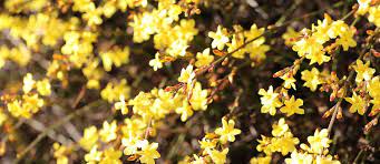 .i fiori gialli della forsizia ne sono il fiore classico segnale perché sono fra i primi che giallo i a chi non piacciono i fiori gialli? Fiori Giallo Verdognoli A Grappolo