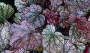 Maybe you would like to learn more about one of these? Alan Titchmarsh Planting In The Shade Express Co Uk