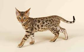 Die bengal erinnert äußerlich sehr an ihre vorfahren, die. Die Bengalkatze Happy Pet Club