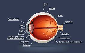 Image result for Retinal Anatomy
