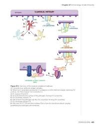 Image result for Complement Pathway