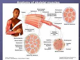 The Muscular System Chapter Ppt Video Online Download
