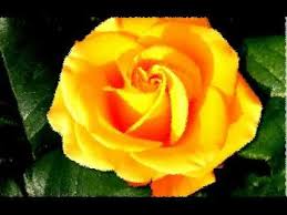 Roxette Fading Like A Flower Every Time You Leave Happy Thursday Morning Good Morning Thursday Thursday Prayer