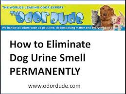Apply baking soda to the area after using a cleaning solution and let it dry to deodorize and fully sanitize. How To Eliminate Dog Urine Smell Permanently Simple Step By Step Video Youtube