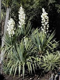 Yucca Recurvifolia Soft Leaf Form Riverside Yucca Plant Plants Yucca Plant Indoor