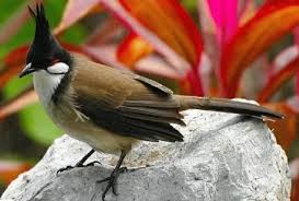 Jika anda mencari gambar gambar rumah budidaya sarang burung walet, pasti anda akan menemukan bentuk yang berbeda. Panduan Lengkap Cara Ternak Burung Merbah Jambul Bagi Pemula Agar Sukses Faunadanflora Com