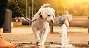Search by breed, size, & more. Champagne Labrador A Guide To This Controversial Coat Color