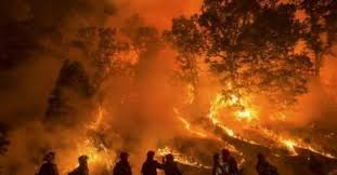 Pemanasan global istilah pemanasan global tentu saja sudah tidak asing lagi di telinga masyarakat saat ini. Karhutla Di Indonesia Jutaan Spesies Punah Dan Tambah Pemanasan Global Asiatoday Id