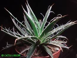 The species forms dense clumps of rosettes, rarely more than 50 cm high. Agave Toumeyana V Bella Cina 345 Grn Kupiti V Ukrayini Agave Agava Internet Magazin Kaktusiv I Sukulentiv Kaktus Lviv