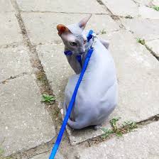 pin by loki kanadskij sfinks 3 on loki sfinks sphynx cat sphynx animals