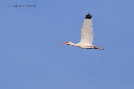 Image result for Ibis White 2017 Q1