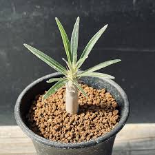 Image result for Dorstenia cuspidata