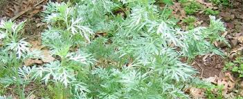 Check spelling or type a new query. Artemisia Species Absinthe Wormwood Grand Wormwood Mugwort Artemisia Absinthium