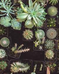Is it necessary to fertilize succulents and cacti? Pin By Heidi Alfonzo On Apartamento Succulents Cactus Plants Plants