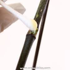 A keiki is the product of asexual propagation by a mature orchid. How To Propagate Orchids With Keiki Paste A Guide With Pictures