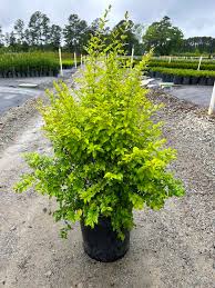 Image result for Ligustrum