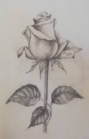 Rose Sketch Rose Sketch Rose Drawing Pencil Pencil Drawings
