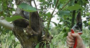 Pruning fruit trees in summer. Summer Pruning People S Trust For Endangered Species