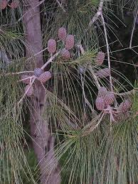 Image result for Casuarina littoralis