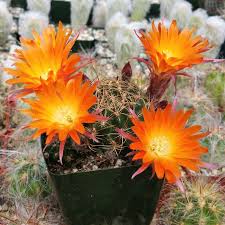 Image result for Tricalysia schliebenii