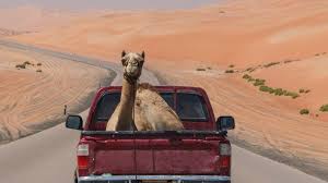 The herds are led by a dominant male, while many of the other males form their own herd called a bachelor herd. Camels Originated In North America Probably Roamed Hollywood