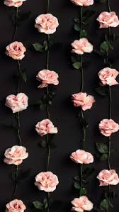 Beautiful Flowers Pattern Roses Flowers Photography Wallpaper Flower Background Wallpaper Flower Phone Wallpaper