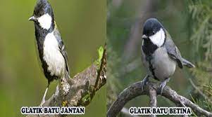 11 Cara Membedakan Burung Gelatik Batu Jantan Dan Betina Hewan Id