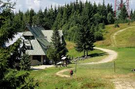 Cold tolerant evergreen growth why norway spruce trees? Columnar Norway Spruce Everything You Need To Know About