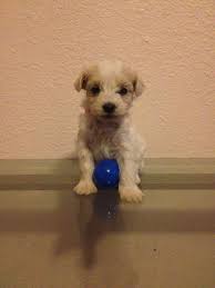 This Is A Guy And It Cost 100 Dollars Toy Poodle Puppies Poodle Puppy Yorkie