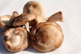 Image result for Lentinus edodes