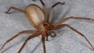 How To Identify Venomous House Spiders Dengarden