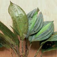 Image result for Deinbollia sp. A